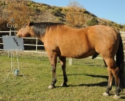 Cholla - O Cavalo Pintor (3)