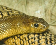 266991-conheça-as-cobras-mais-venenosas-do-mundo
