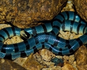 Cobra-Krait-azul-malasiana