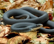 Mamba-preta-entre-as-cobras-mais-venenosas-do-mundo