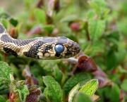 Cobra de Ferradura (1)