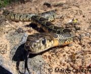 Cobra de Ferradura (3)