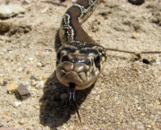 Cobra de Ferradura (4)