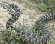 Cobra de Ferradura (5)
