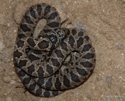 Cobra de Ferradura (6)