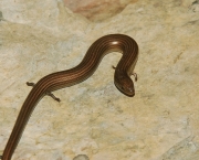 Cobra de Pernas Tridáctila (2)
