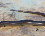 Cobra de Pernas Tridáctila (3)