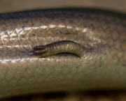 Cobras-de-Pernas (5)