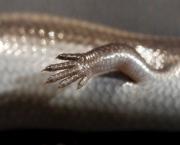 Cobras-de-Pernas (6)