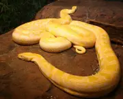 Cobras Grandes (2)