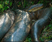 Cobras Grandes (1)