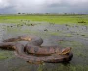 An Anaconda rests on the flood plains of Southern Venezuela under ominous skies.