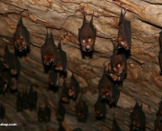 Colônia De Morcegos (4)