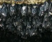 Colônia De Morcegos (7)