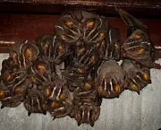 Colônia De Morcegos (18)
