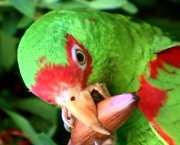 como-alimentar-um-papagaio (1)