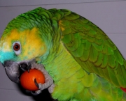como-alimentar-um-papagaio (2)