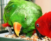 como-alimentar-um-papagaio (5)