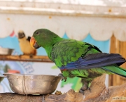 como-alimentar-um-papagaio (6)