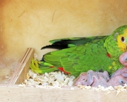 como-alimentar-um-papagaio (8)