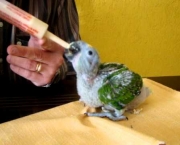 como-alimentar-um-papagaio (11)