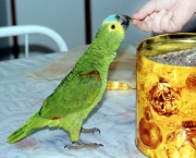 como-alimentar-um-papagaio (14)