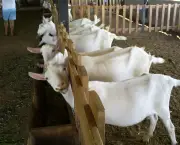 Como Criar Cabras (4)