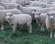 Como Criar Ovelhas (1)