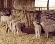 Como Criar Ovelhas (2)