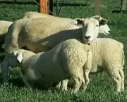 Como Criar Ovelhas (3)