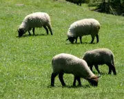 Como Criar Ovelhas (5)