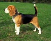 beagle-crka