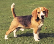 Foto-1-texto-beagle