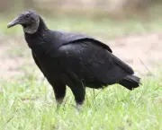 Black Vulture Juvenile - Coragyps atratus