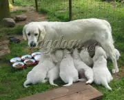 Como Nascem Os Cachorros (7)