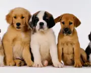 Como Nascem Os Cachorros (9)