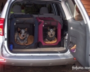 Como Transportar Animais De Estimação No Carro (5)