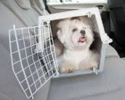 Como Transportar Animais De Estimação No Carro (8)