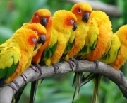 Reciclick-papagaios-animais-silvestres