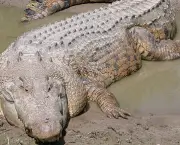 Crocodilo (1)