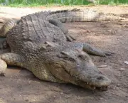 Crocodilo (1)