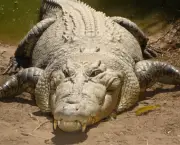 Crocodilo (2)