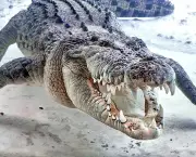 Crocodilo (3)