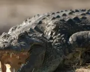 Crocodilo (6)
