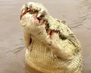 Crocodilo (7)