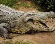 Crocodilo (8)