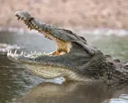 Crocodilo (10)