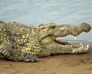 Crocodilo (11)