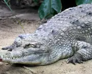 Crocodilo (15)