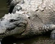 Crocodilo (16)